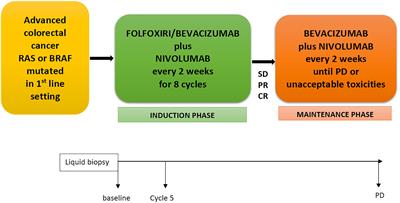 FOLFOXIRI/Bevacizumab Plus Nivolumab as First-Line Treatment in Metastatic Colorectal Cancer RAS/BRAF Mutated: Safety Run-In of Phase II NIVACOR Trial